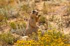 USA, Colorado, Arapaho National Wildlife Refuge. White-tailed prairie dog  eating grass. Art Print
